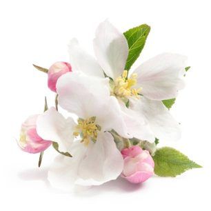 Apple Blossom