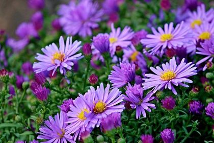Aster