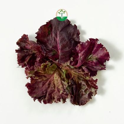 Baby Red Endive