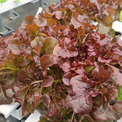 Baby Red Oakleaf