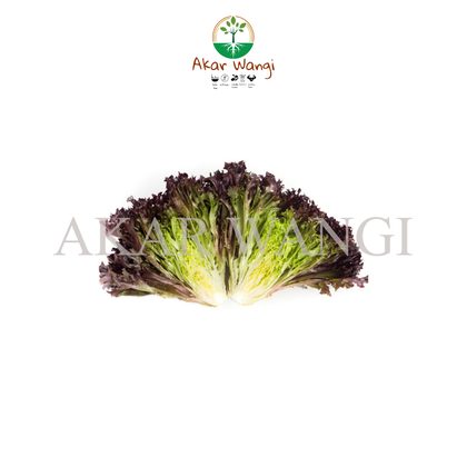Baby Red Romaine