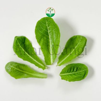 Baby Romaine