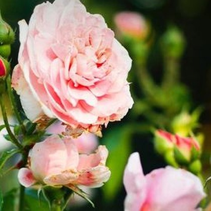 Baby Rose