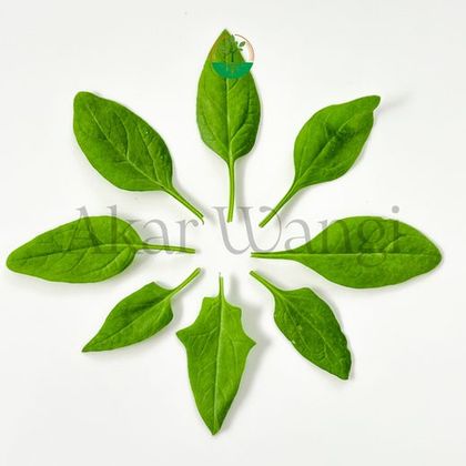 Baby Spinach