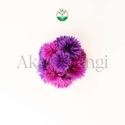 Bachelor Button