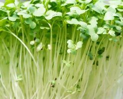 Bok Choy