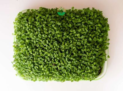Broccoli