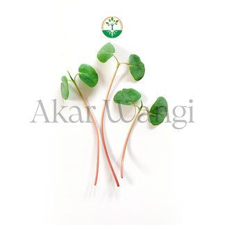 Buckwheat