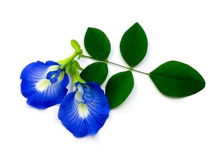 Butterfly Pea