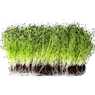 Chives