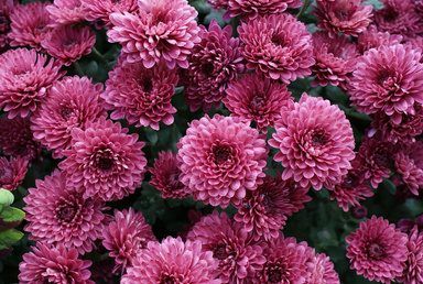 Hamparan chrysanthemum