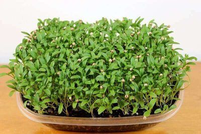 Coriander