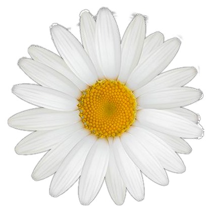 Daisy