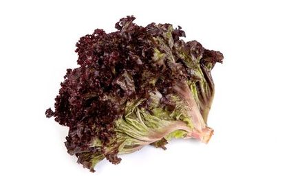 Dark Lettuce Red