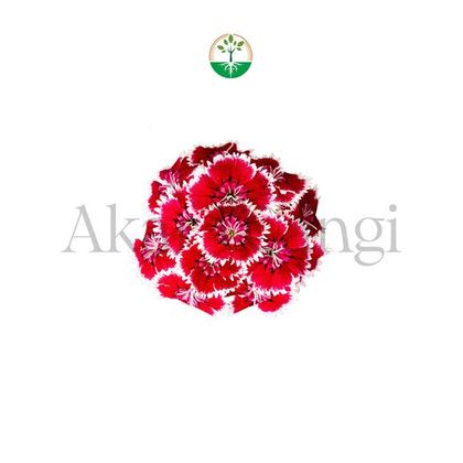 Dianthus