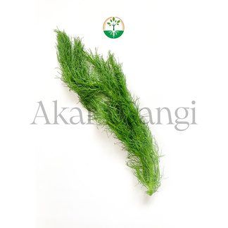 Dill