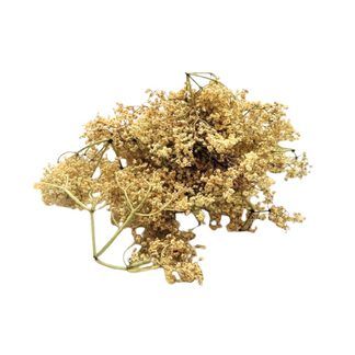 Dried Elder