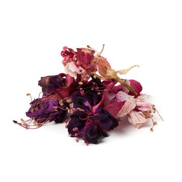 Dried Fuchsia