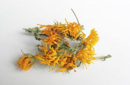 Dried Marigold