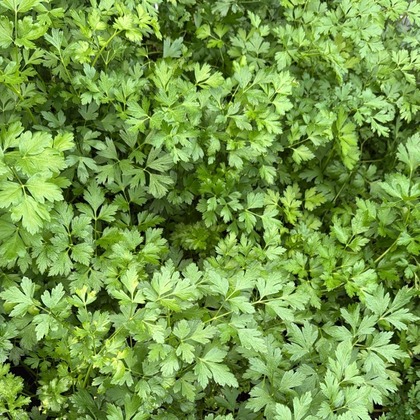 Flat Parsley