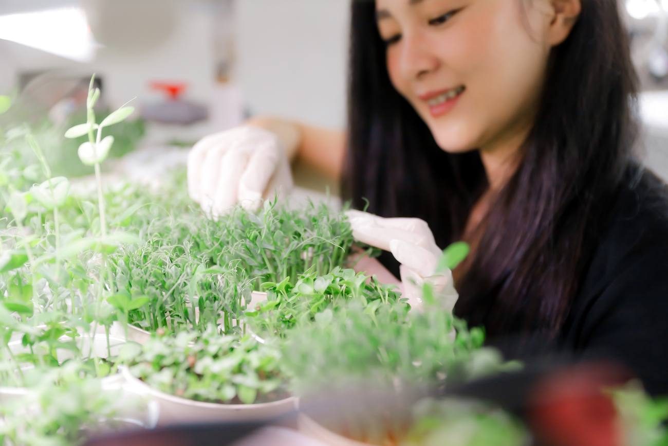 Memanen microgreen