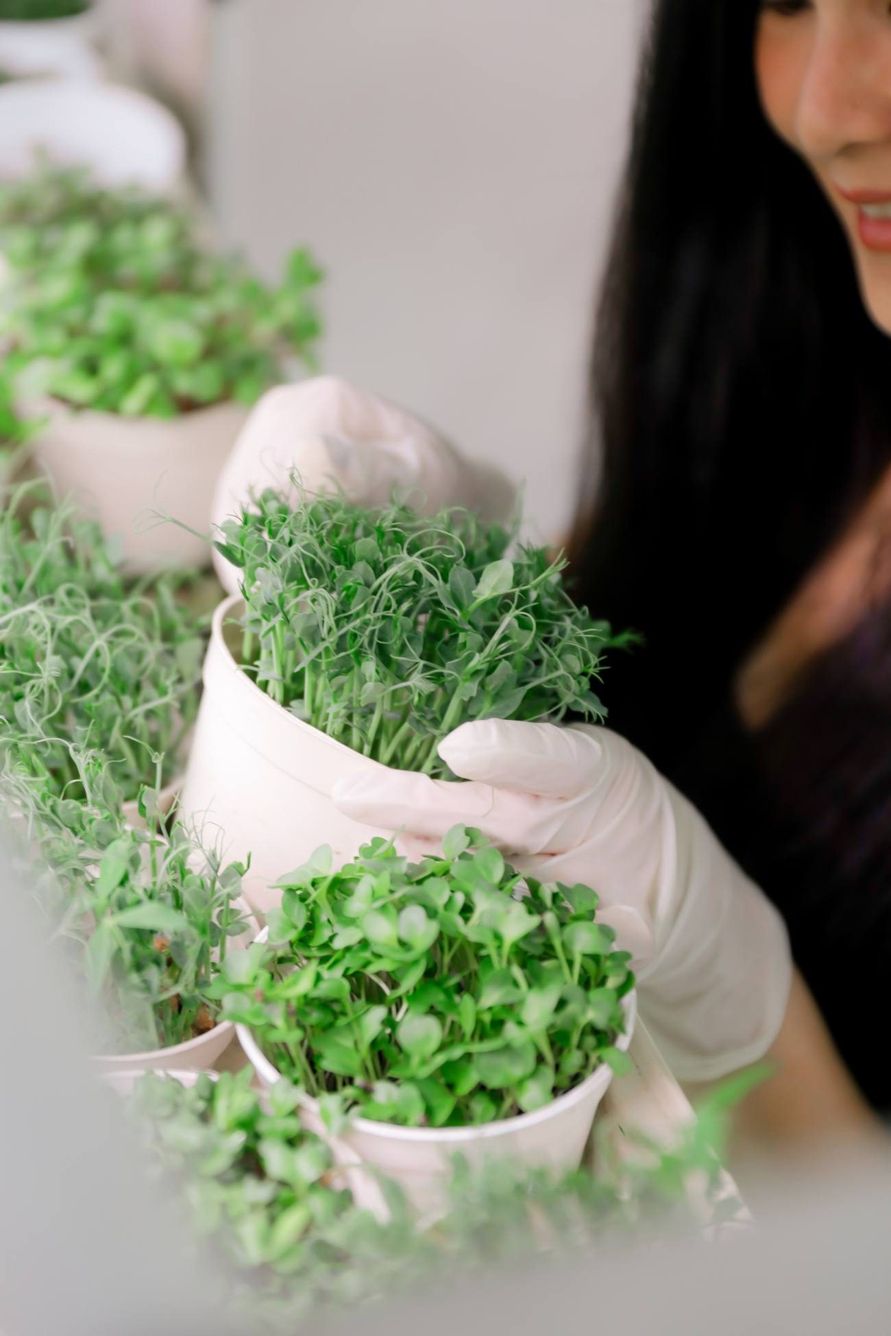 Microgreen dipegang dengan tangan