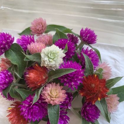 Gomphrena