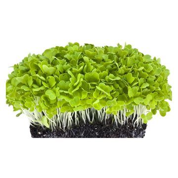 Green Cabbage