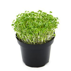 Green Choi Sum