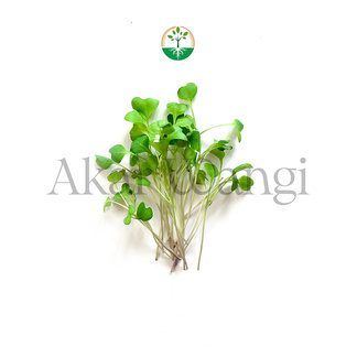 Green Kohlrabi