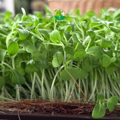 Green Radish
