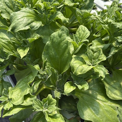 Ice Plant