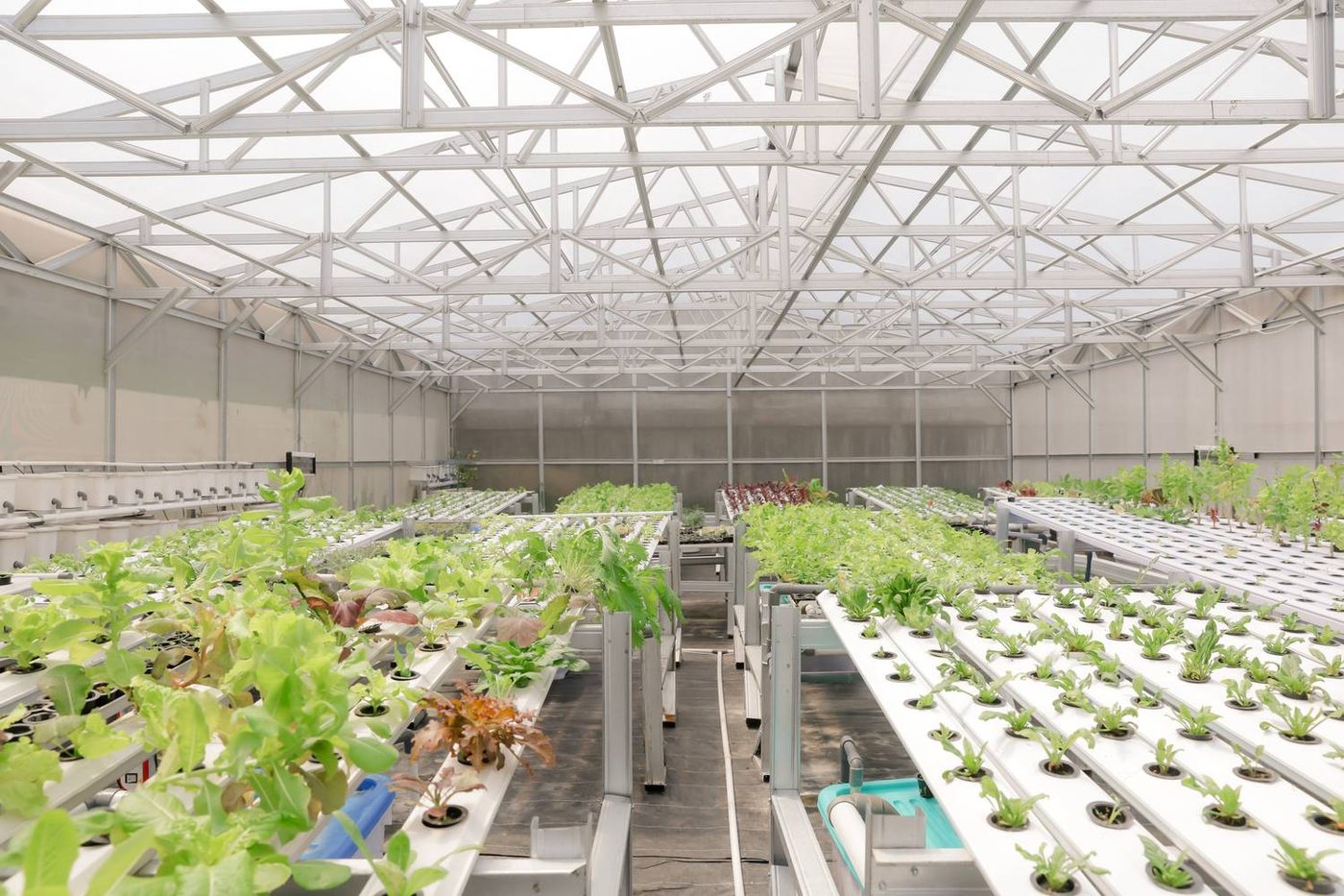 Bagian dalam greenhouse