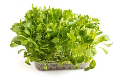Lettuce