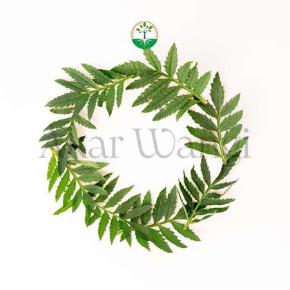 Marygold Leaves