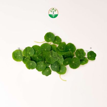 Nasturtium Leaves