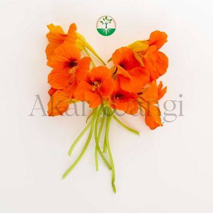 Nasturtium