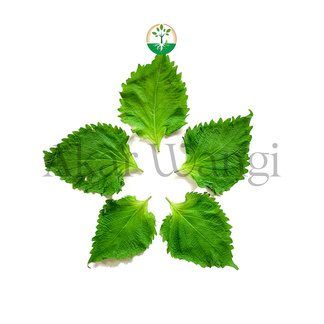 Obha Leaves