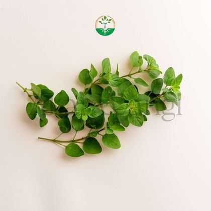 Oregano