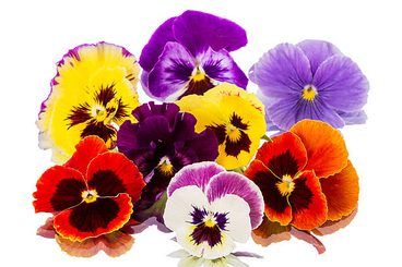 Pansy