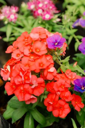 Phlox