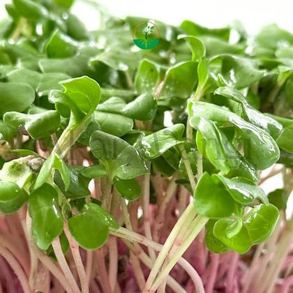 Red Radish