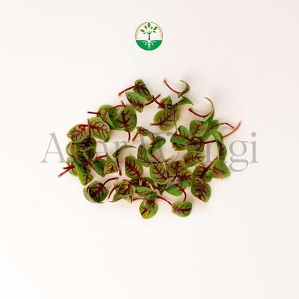Red Sorrel