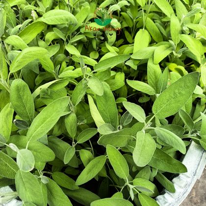 Sage