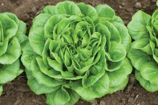 Salanova Butterhead Green