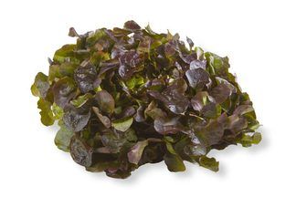 Salanova Butterhead Red