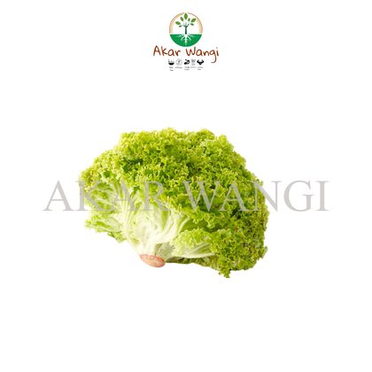Salanova Oakleaf Green