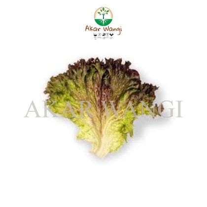 Salanova Oakleaf Red