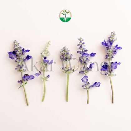 Salvia Blue