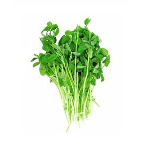 Snow Pea